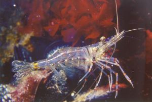 Schrimp, Wellington New Zealand. Just below the surface u... by David Williams 